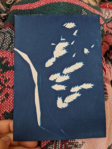5 by 7 Original Cyanotype- Sea Oats