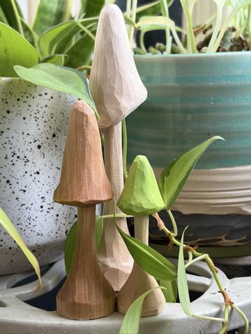 Mystery Mushroom Set