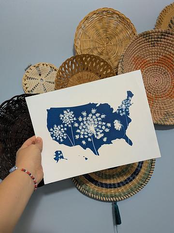 USA Cyanotype Print- Queen Anne's Lace