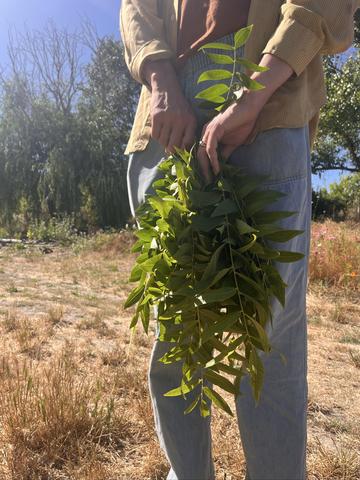 walnut leaves