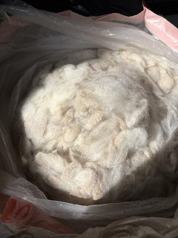 raw alpaca fleece
